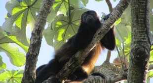 A howler monkey on Ometepe island