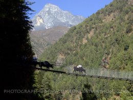 Suspension bridge with Everest in Background