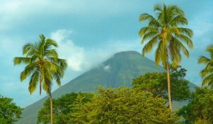 the green palm trees on ometepe island